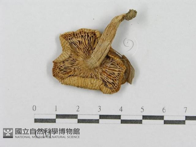 登錄號:F0015828藏品圖，第3張