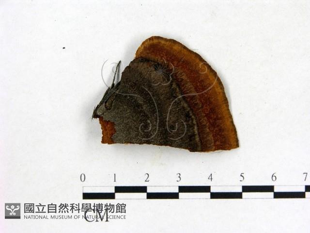 館號:F0019828藏品圖，第3張