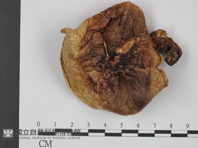 登錄號:F0003828藏品圖，第3張