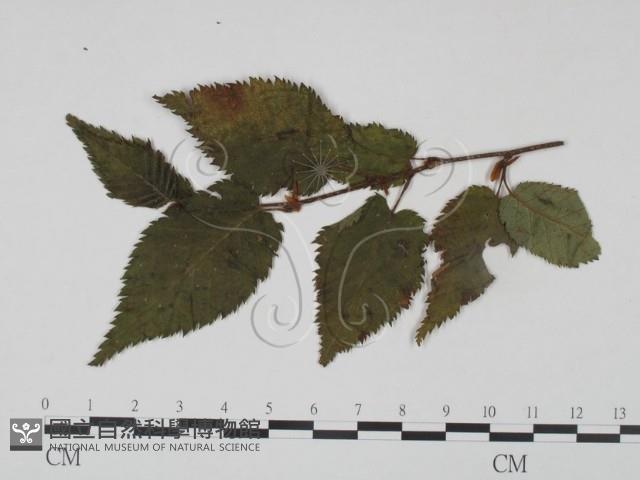 登錄號:F0018928藏品圖，第3張