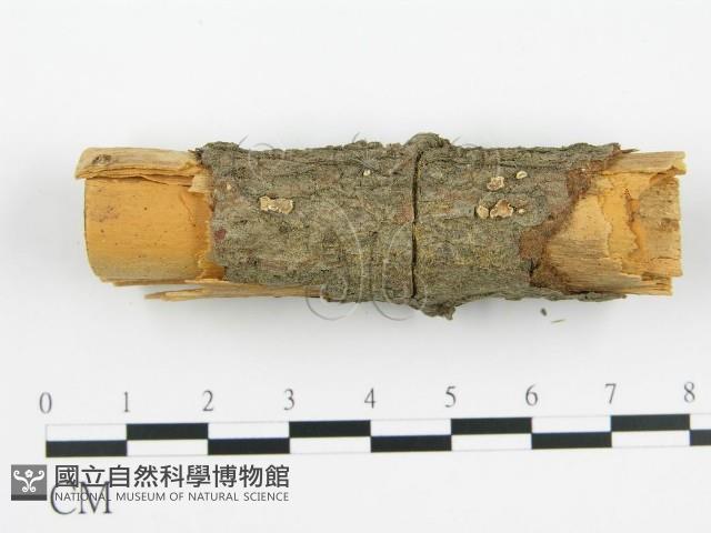 登錄號:F0000928藏品圖，第3張