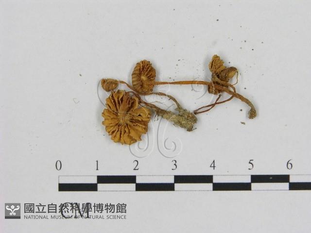 小菇屬藏品圖，第3張