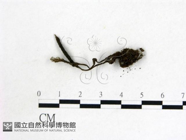 蟲草屬藏品圖，第3張