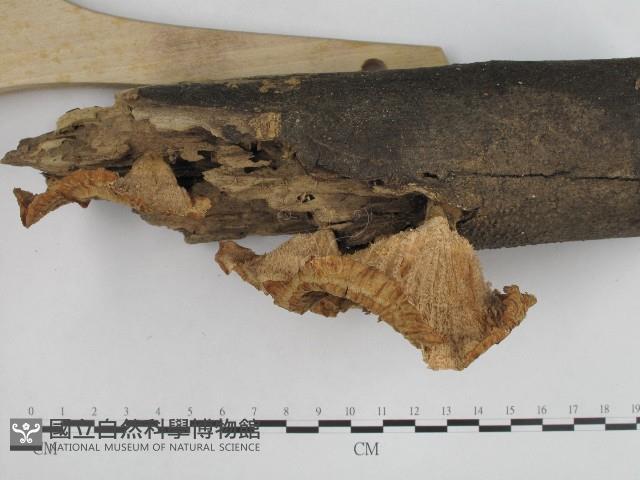 優雅波邊革菌藏品圖，第3張