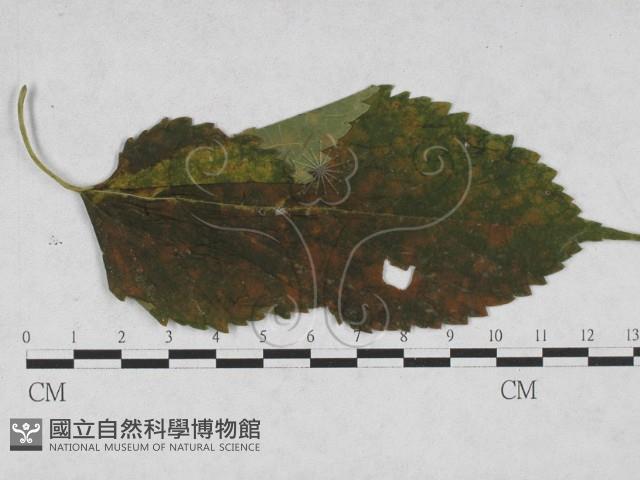 登錄號:F0027928藏品圖，第1張