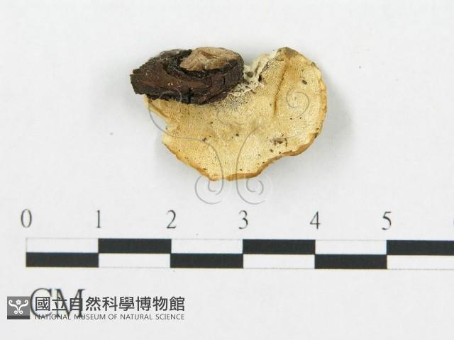 登錄號:F0005928藏品圖，第3張