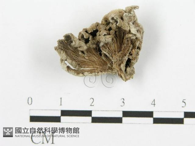 裂褶菌藏品圖，第1張