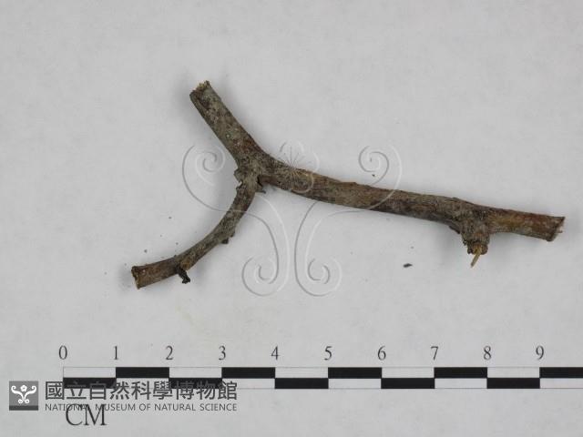 登錄號:F0023928藏品圖，第3張