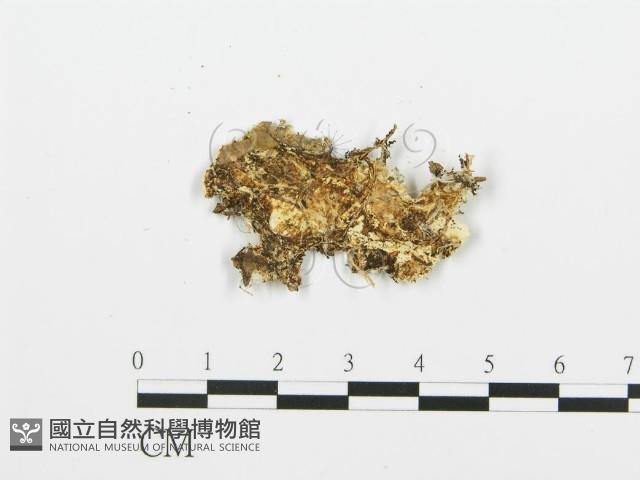 登錄號:F0013928藏品圖，第3張