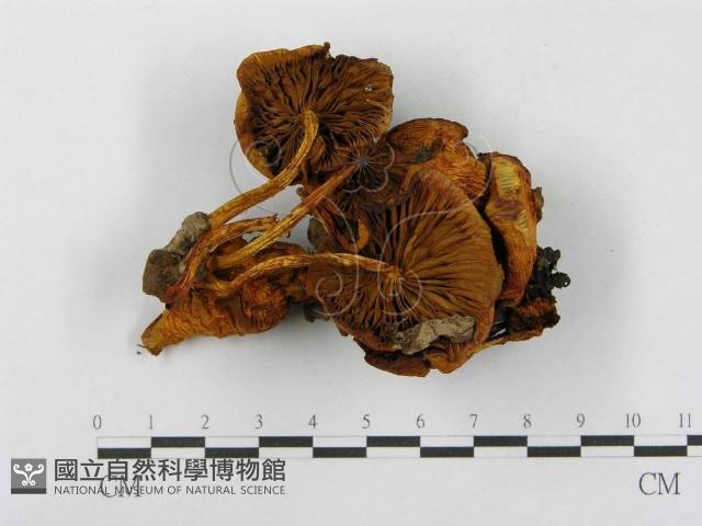 登錄號:F0010628藏品圖，第3張