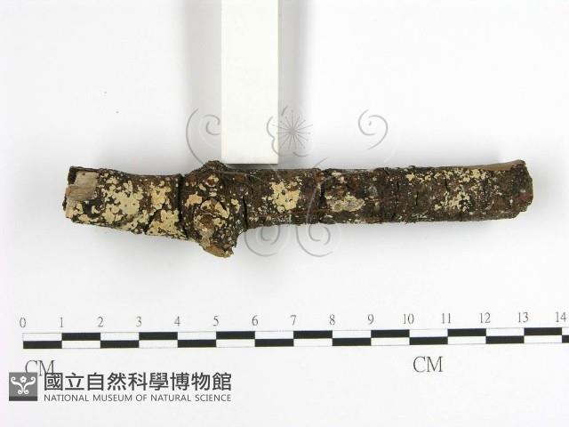 齒耳菌屬藏品圖，第3張