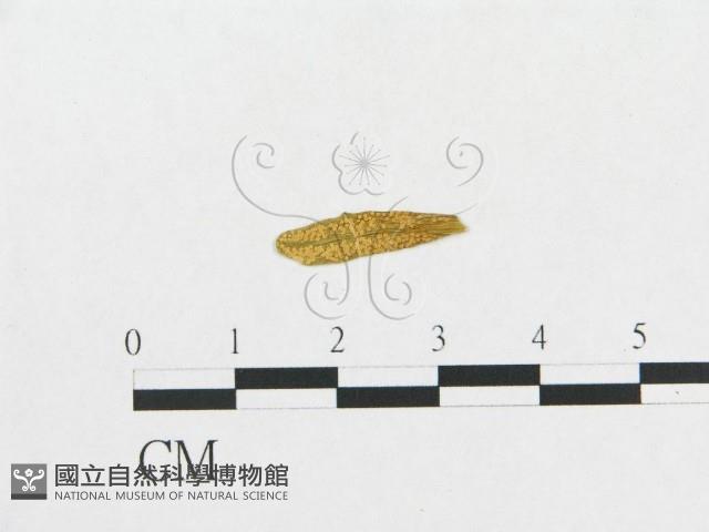 登錄號:F0011628藏品圖，第1張