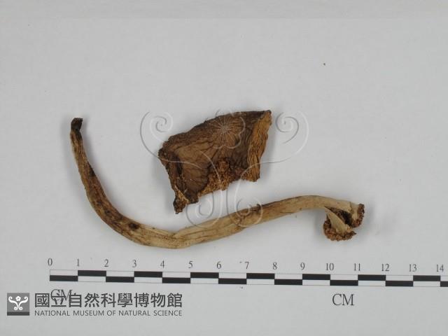 鵝膏屬藏品圖，第3張