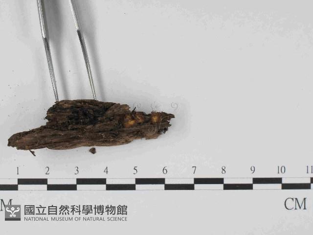 登錄號:F0014628藏品圖，第3張