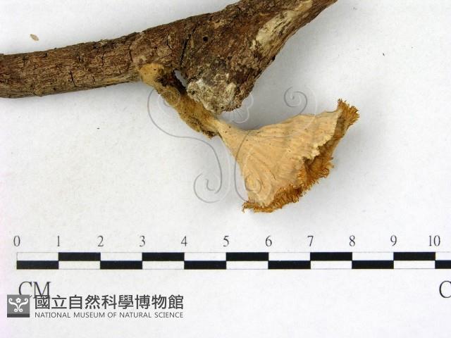 優雅波邊革菌藏品圖，第3張