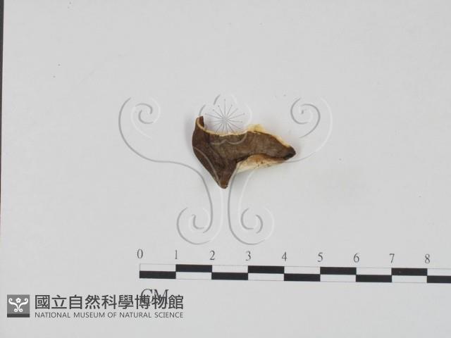 登錄號:F0017628藏品圖，第3張