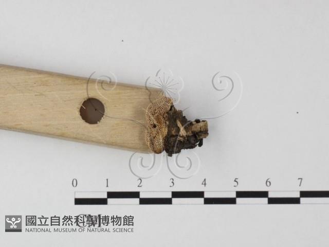 薄孔菌屬藏品圖，第3張