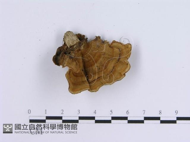 蠔韌革菌藏品圖，第3張