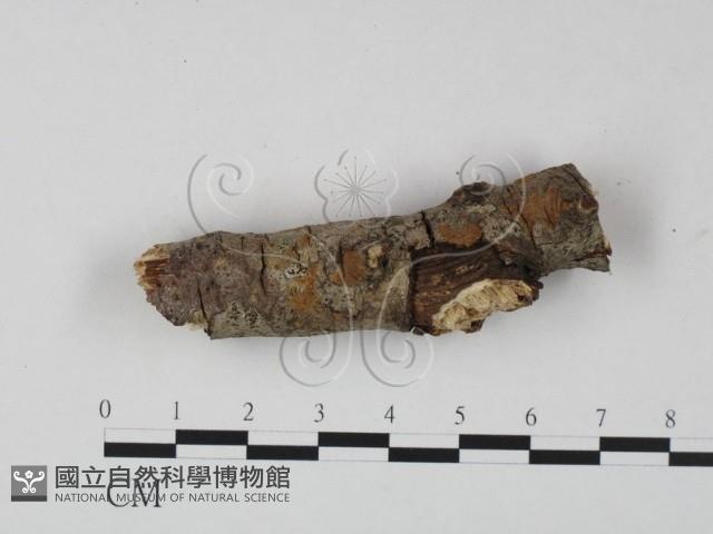 刺革菌屬藏品圖，第3張