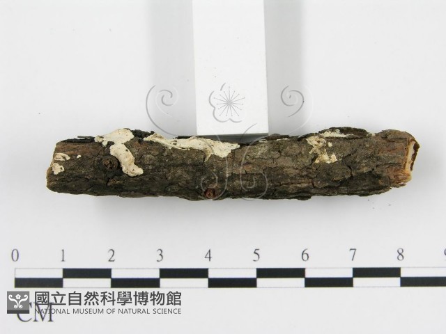 登錄號:F0013628藏品圖，第3張