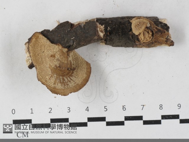 登錄號:F0033628藏品圖，第3張