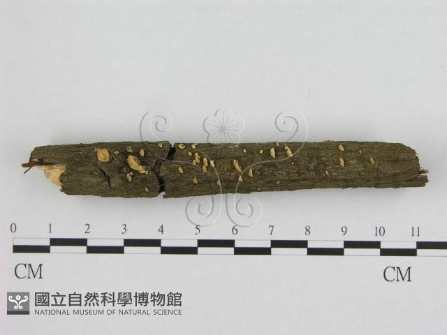 登錄號:F0020428藏品圖，第3張