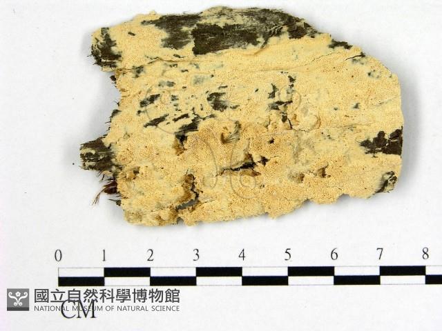 登錄號:F0010428藏品圖，第1張