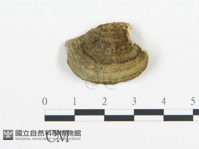 登錄號:F0006428藏品圖，第3張