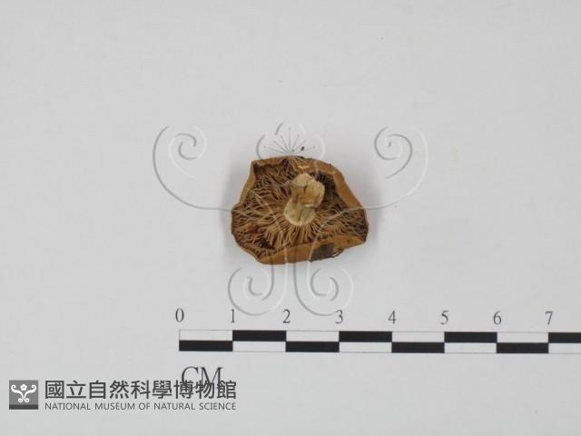 登錄號:F0016428藏品圖，第3張