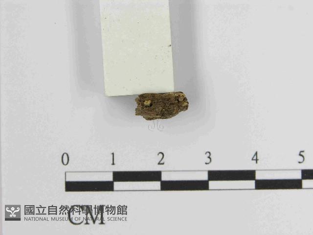 登錄號:F0021428藏品圖，第3張