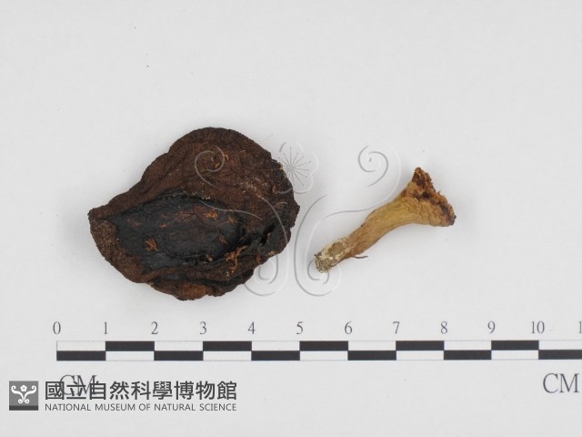 登錄號:F0024428藏品圖，第3張