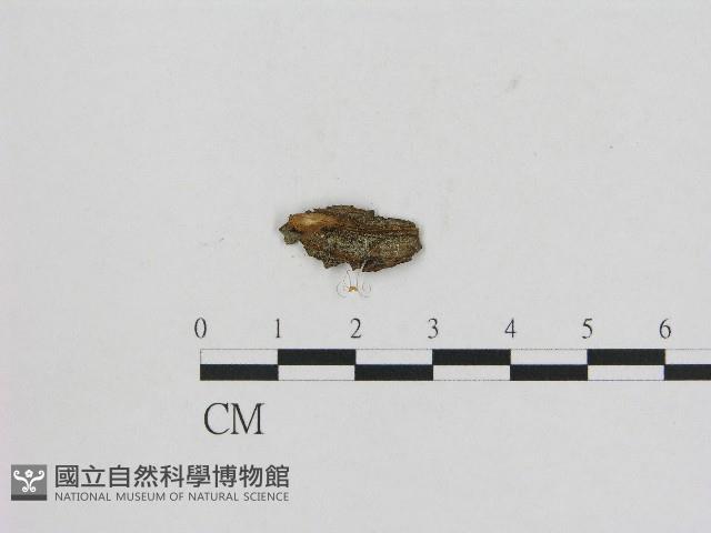 小菇屬藏品圖，第3張