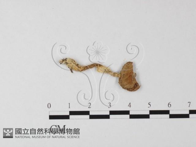 登錄號:F0014428藏品圖，第3張