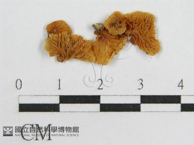 微皮傘屬藏品圖，第3張