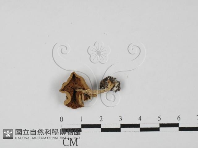 登錄號:F0027428藏品圖，第3張