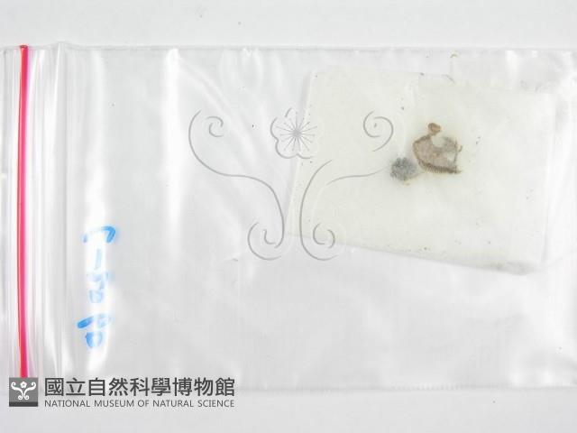 鬼傘屬藏品圖，第3張