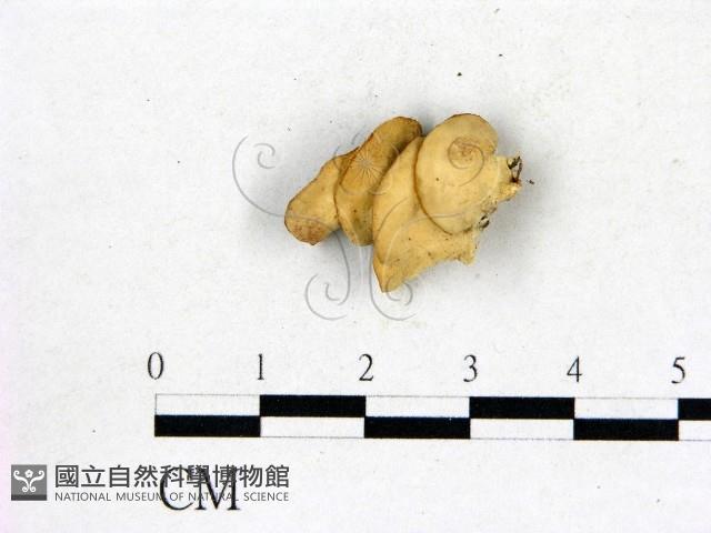 登錄號:F0017428藏品圖，第3張