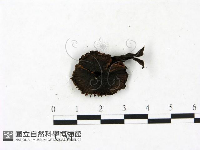 小菇屬藏品圖，第3張