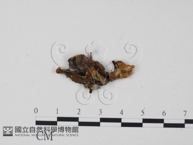 登錄號:F0003428藏品圖，第3張