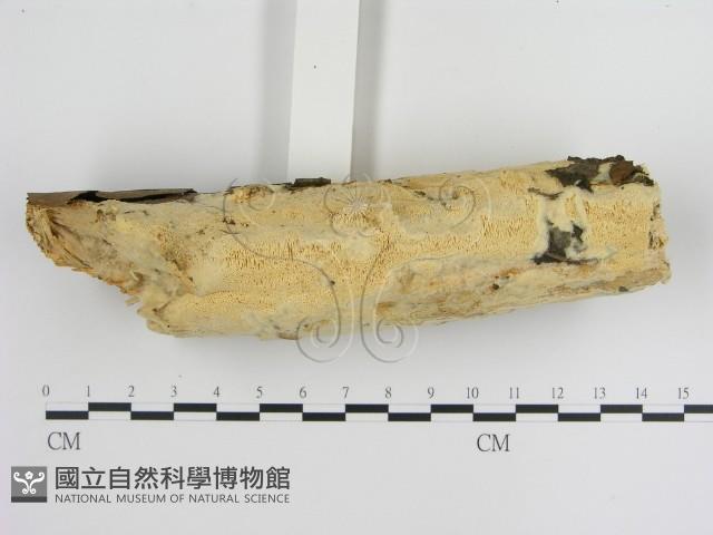 登錄號:F0013428藏品圖，第3張