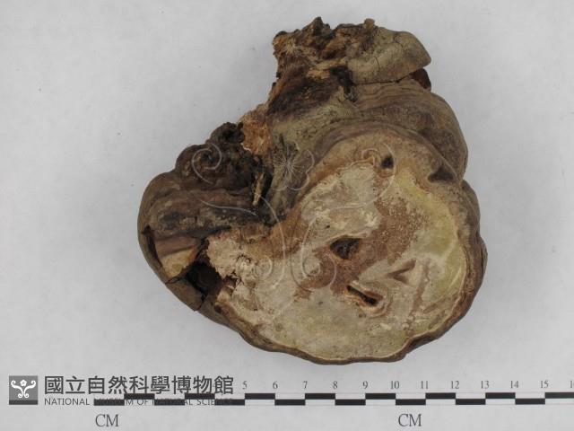 靈芝屬藏品圖，第3張