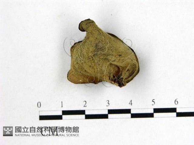 毛木耳藏品圖，第3張