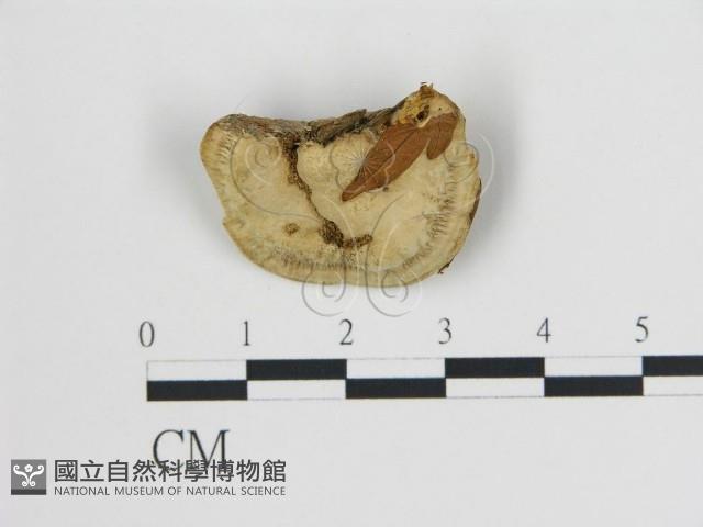 登錄號:F0006728藏品圖，第3張