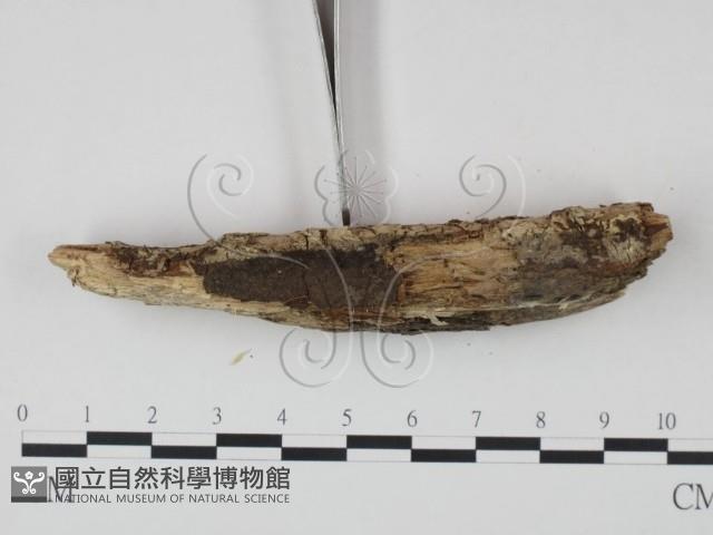 登錄號:F0021728藏品圖，第3張