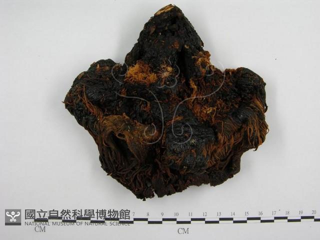 登錄號:F0004728藏品圖，第1張