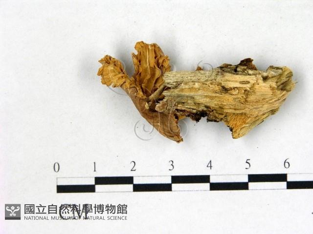 小皮傘屬藏品圖，第3張