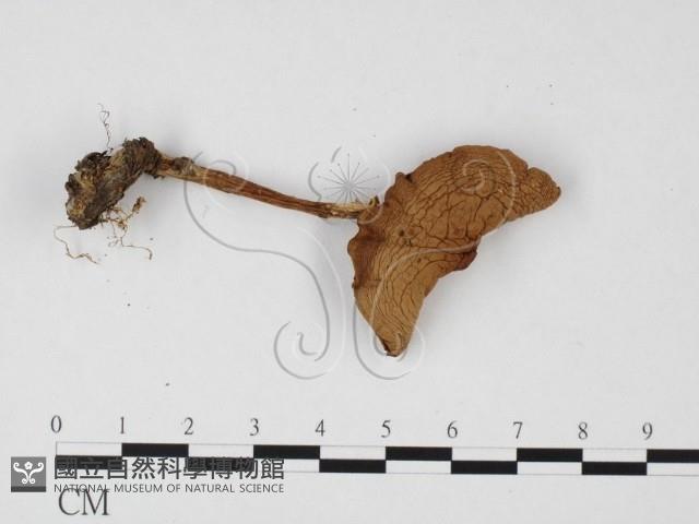 登錄號:F0025728藏品圖，第3張