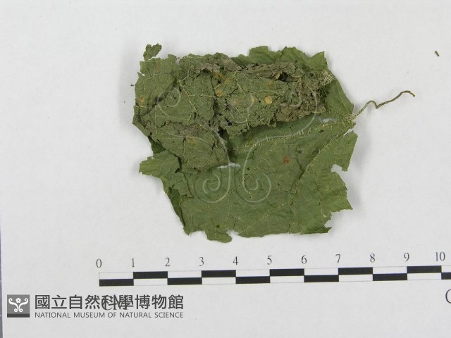 柄銹菌屬藏品圖，第3張