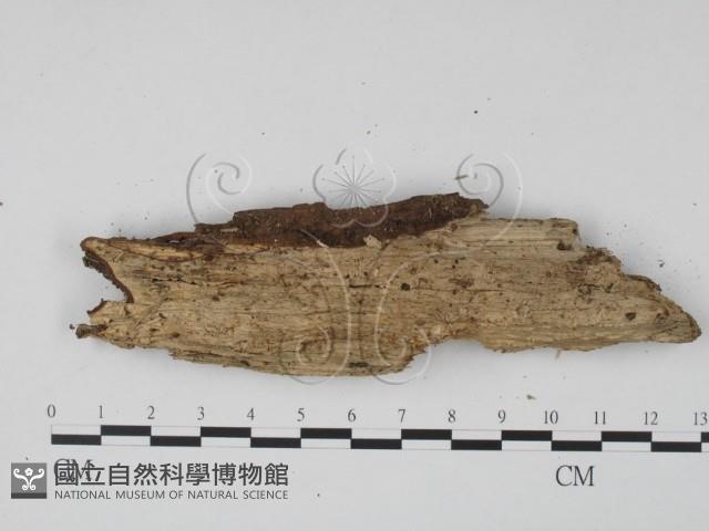 登錄號:F0015728藏品圖，第3張