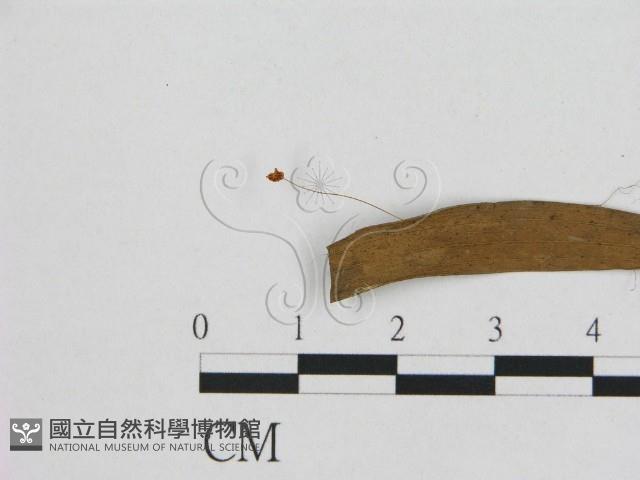 登錄號:F0009728藏品圖，第3張